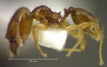 Media type: image;   Entomology 34204 Aspect: habitus lateral view